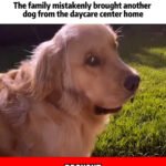Family Brings Home the Wrong Dog — Only Realizes After Strange Behavior