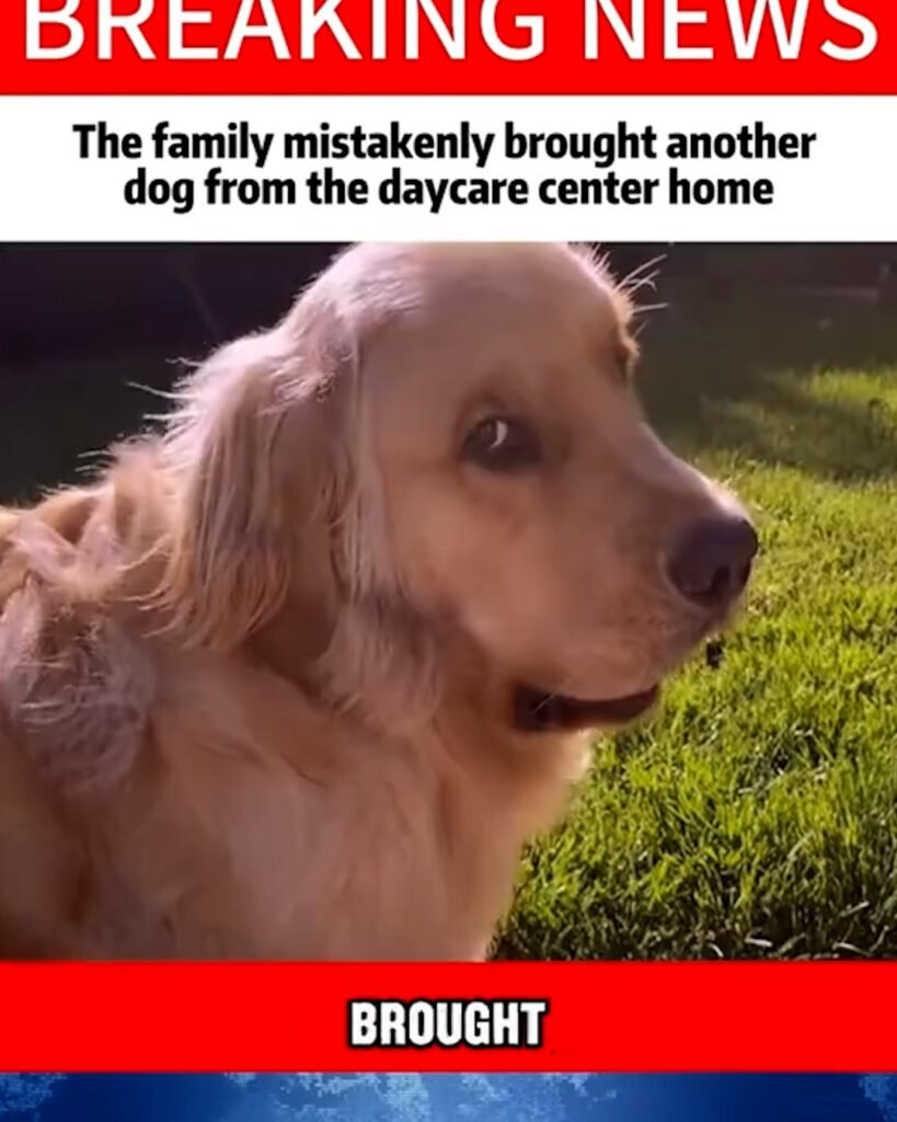 Family Brings Home the Wrong Dog — Only Realizes After Strange Behavior