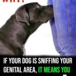If your dog is sniffing your genital area, it means you have…