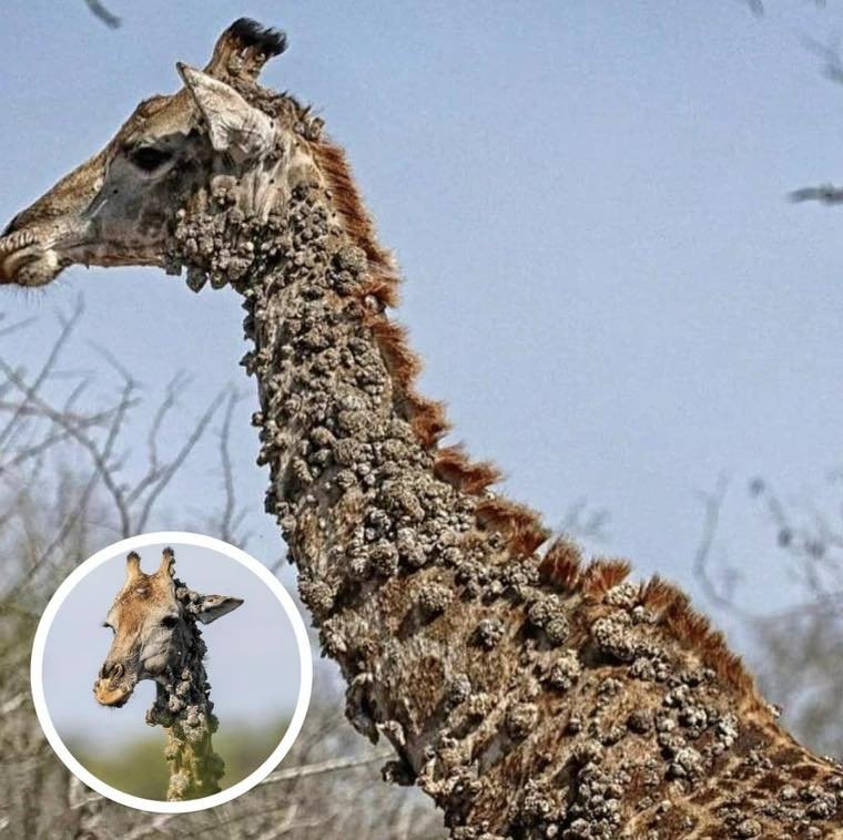 Photographer Left Speechless After Finding This Giraffe And The Truth Will Break Your Heart