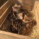 Gang finds unusually spiky creatures in nest – takes a closer look and jaws drop when they realize what kind of animals they are – OMG