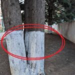 Why City Workers Paint Tree Trunks White — And Why It’s Actually a Warning Sign