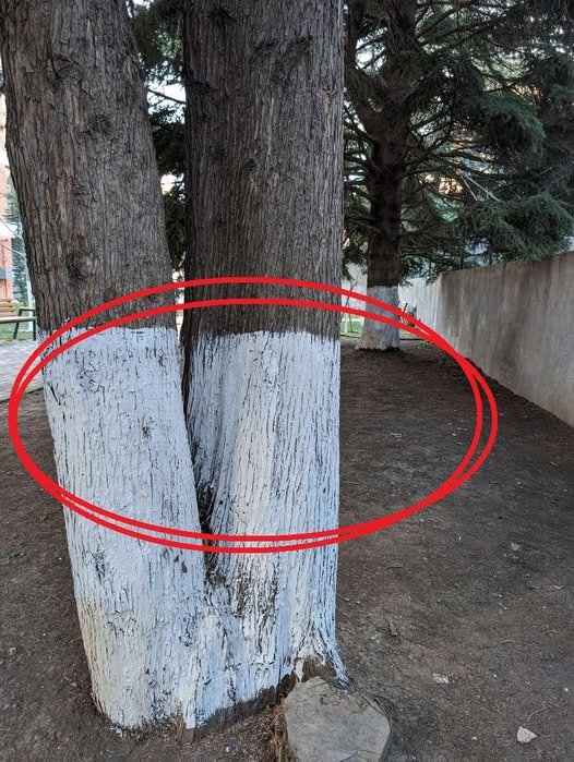 Why City Workers Paint Tree Trunks White — And Why It’s Actually a Warning Sign