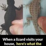 When a Lizard Visits Your House, Here’s What the Universe Might Be Telling You