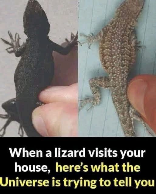 When a Lizard Visits Your House, Here’s What the Universe Might Be Telling You
