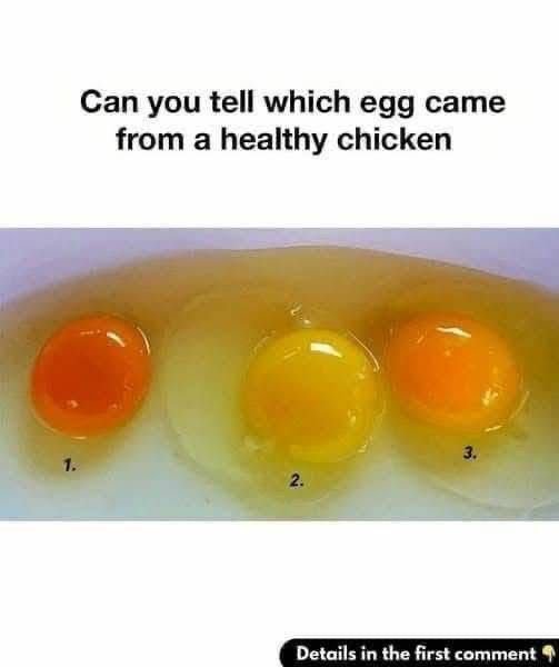 How to Tell If an Egg Comes From a Healthy Chicken — The Subtle Signs Most Shoppers Miss