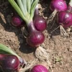 How Eating Onions at Night Might Affect Your Sleep — What Doctors Actually Say