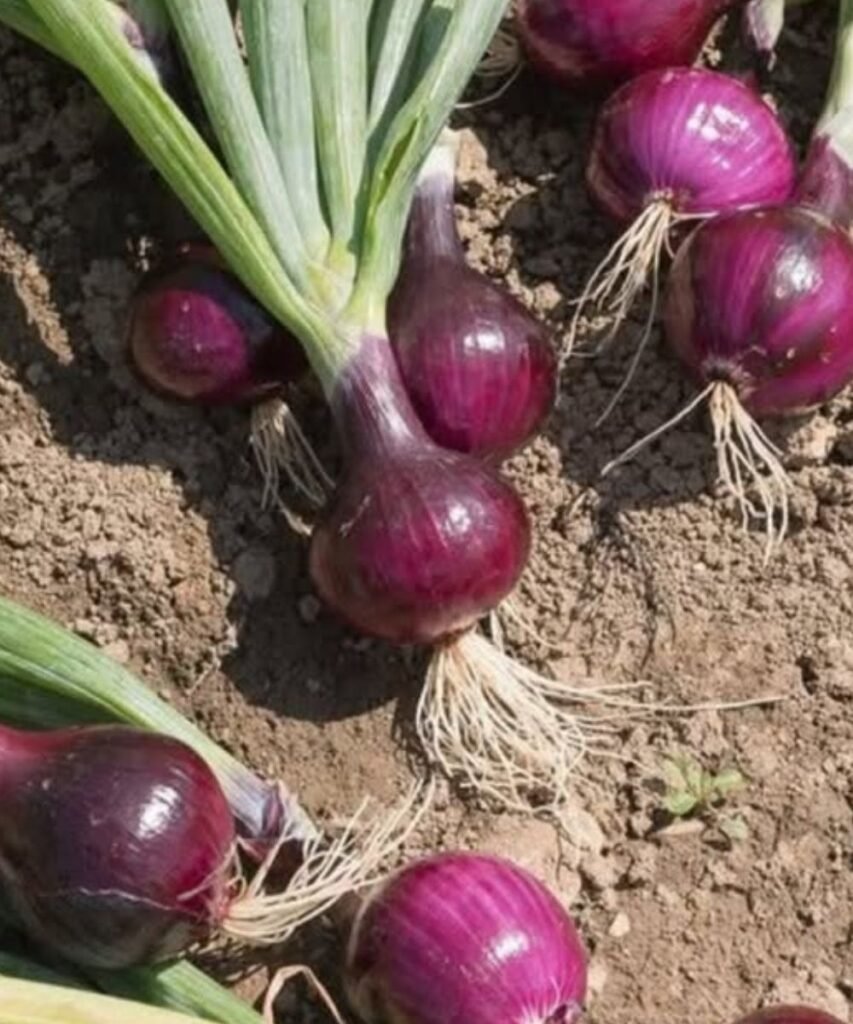 How Eating Onions at Night Might Affect Your Sleep — What Doctors Actually Say