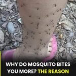 Why Mosquitoes Always Seem to Bite You — The Science Most People Don’t Know