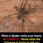What It Really Means When You See a Spider in Your Home, According to Spiritual Traditions