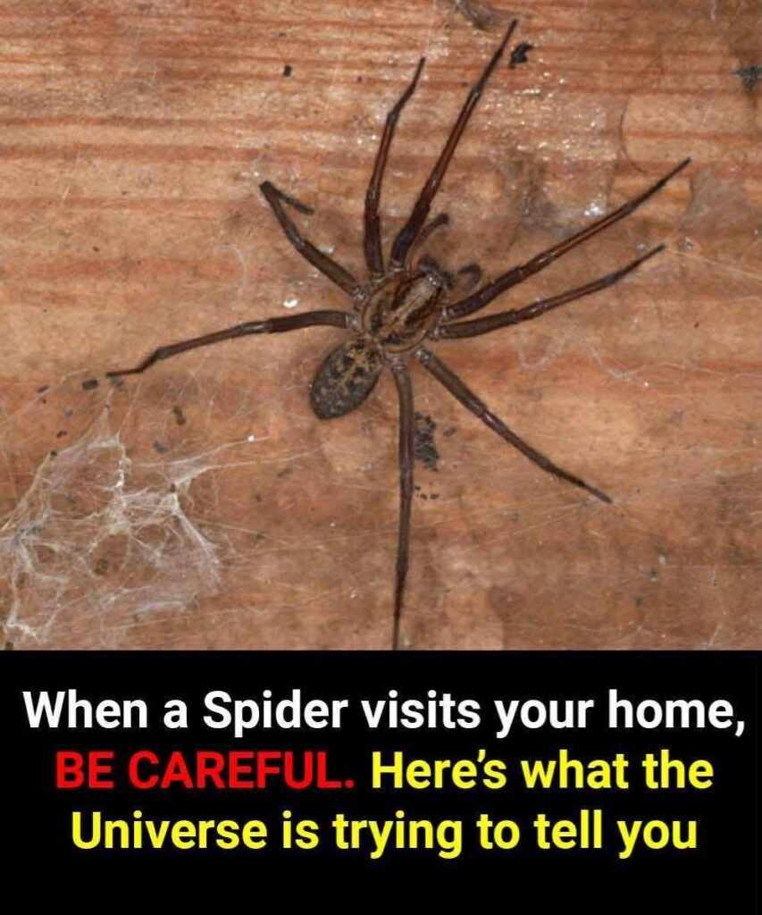 What It Really Means When You See a Spider in Your Home, According to Spiritual Traditions