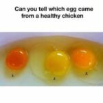 How to Tell If an Egg Came From a Healthy Chicken — What the Signs Actually Reveal
