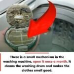 The Washing Machine Part You Should Open Once a Month — And Why It Matters