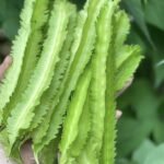 Why Winged Beans Deserve a Closer Look — Especially Later in Life