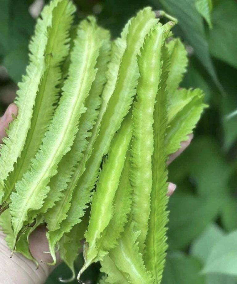 Why Winged Beans Deserve a Closer Look — Especially Later in Life