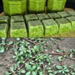 What Happens When You Eat Purslane Every Day — And Why It Matters More After 60