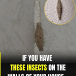 The Most Common Places This Insect Hides Inside Your Home — And Why You Never See It at First