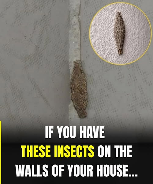 The Most Common Places This Insect Hides Inside Your Home — And Why You Never See It at First