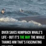 When a Diver Freed a Trapped Whale — And What Happened Next