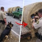How a Police Dog’s Discovery on a Highway Revealed More Than Anyone Expected