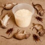 Why Small Habits Often Matter More Than Harsh Chemicals in Pest Control