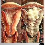 How Intimate Habits Quietly Influence Urinary Health Over Time