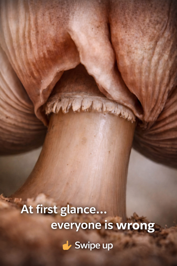 Not Everything Is What It First Appears to Be  Sometimes, It’s Just a Mushroom