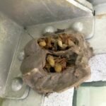 I Walked Into My Garage for a Toolbox — And Found Something That Changed My Day Forever