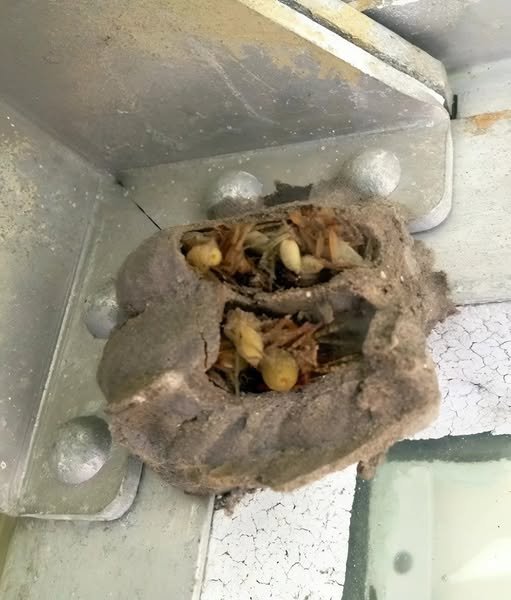 I Walked Into My Garage for a Toolbox — And Found Something That Changed My Day Forever