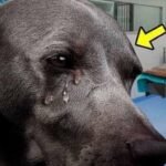 When a Dog Was Given One Hour to Live, No One Expected What Came Next