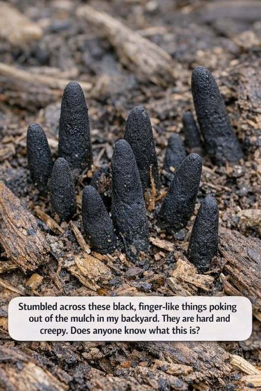 Strange Black “Fingers” in the Garden? Here’s What They Most Likely Are