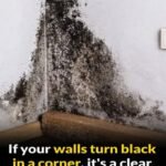 Why Black Marks Keep Appearing in the Corners of Your Walls — And What They’re Really Telling You