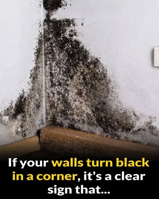Why Black Marks Keep Appearing in the Corners of Your Walls — And What They’re Really Telling You