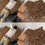 A Strange Smell in the House Led Him to Open the Wall — What He Found Explains a Common Hidden Problem