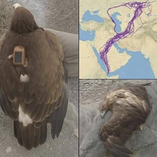 The Eagle That Traveled for Decades — And the Mystery That Slowly Unfolded