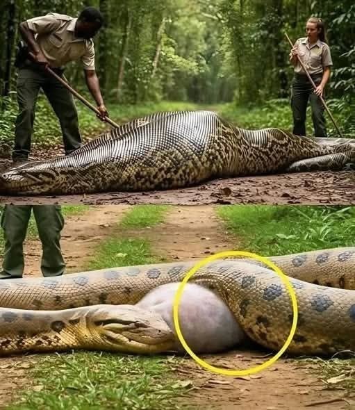 When Wildlife Encounters Turn Unusual: What a Giant Anaconda Rescue Reveals About Human Impact